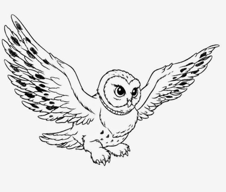 Cute And Beautiful Owl Flying Colour Drawing HD Wallpaper - colours