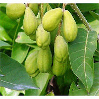 hartaki fruit