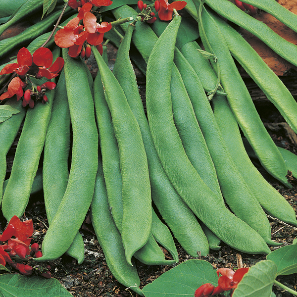 runner bean Vegetable delivery company