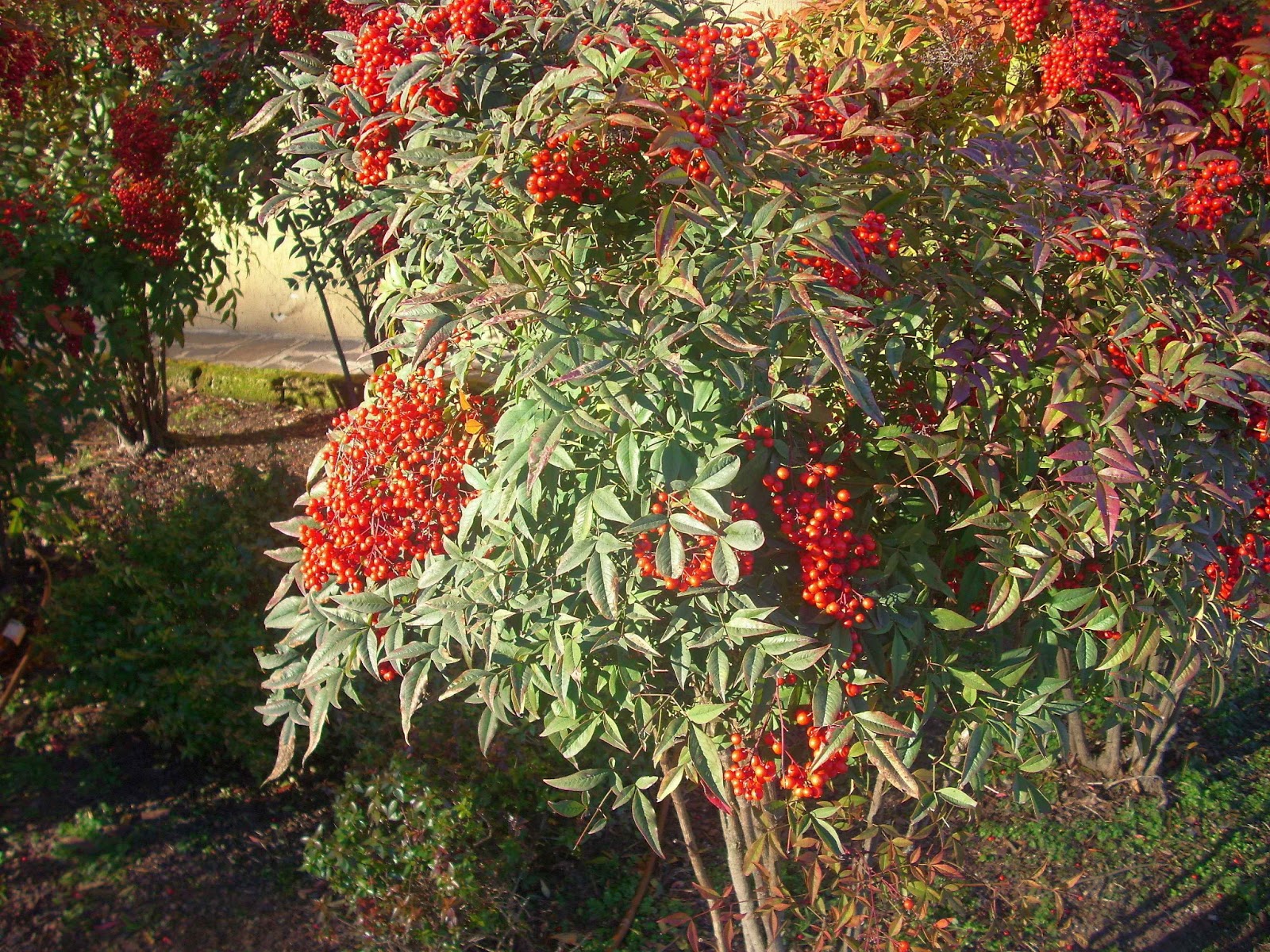 Arbustum Monsleonis Un arbusto grazioso dalle