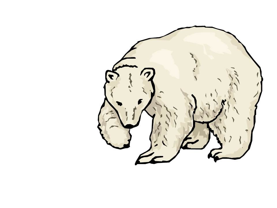 Белый медведь в профиль рисунок