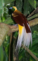 Paradisaea minor burung cenderawasih kuning kecil