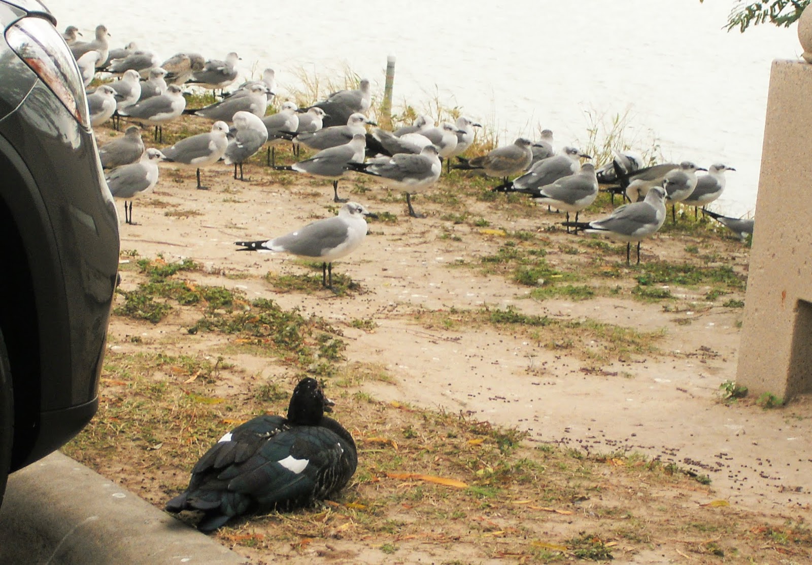 EL RRUN RRUN THAR SHE BLOWS! WINDS BATTER BIRDS OF A FEATHER...