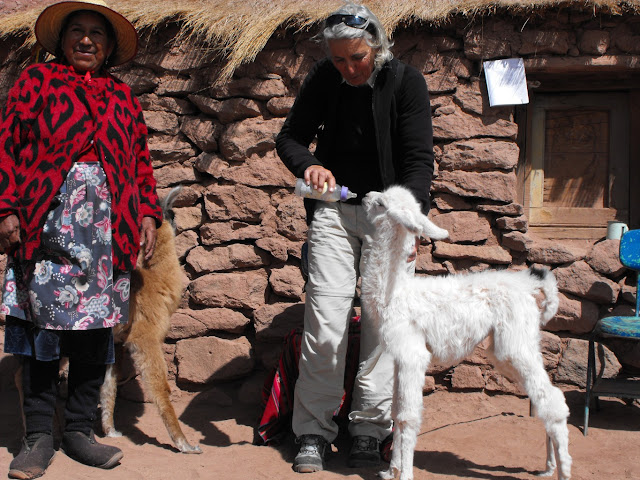 De Quelle Famille Fait Partie Le Lama 2010 2011 Argentine, Uruguay, Chili - Josée et Jean-Robert: Janvier
