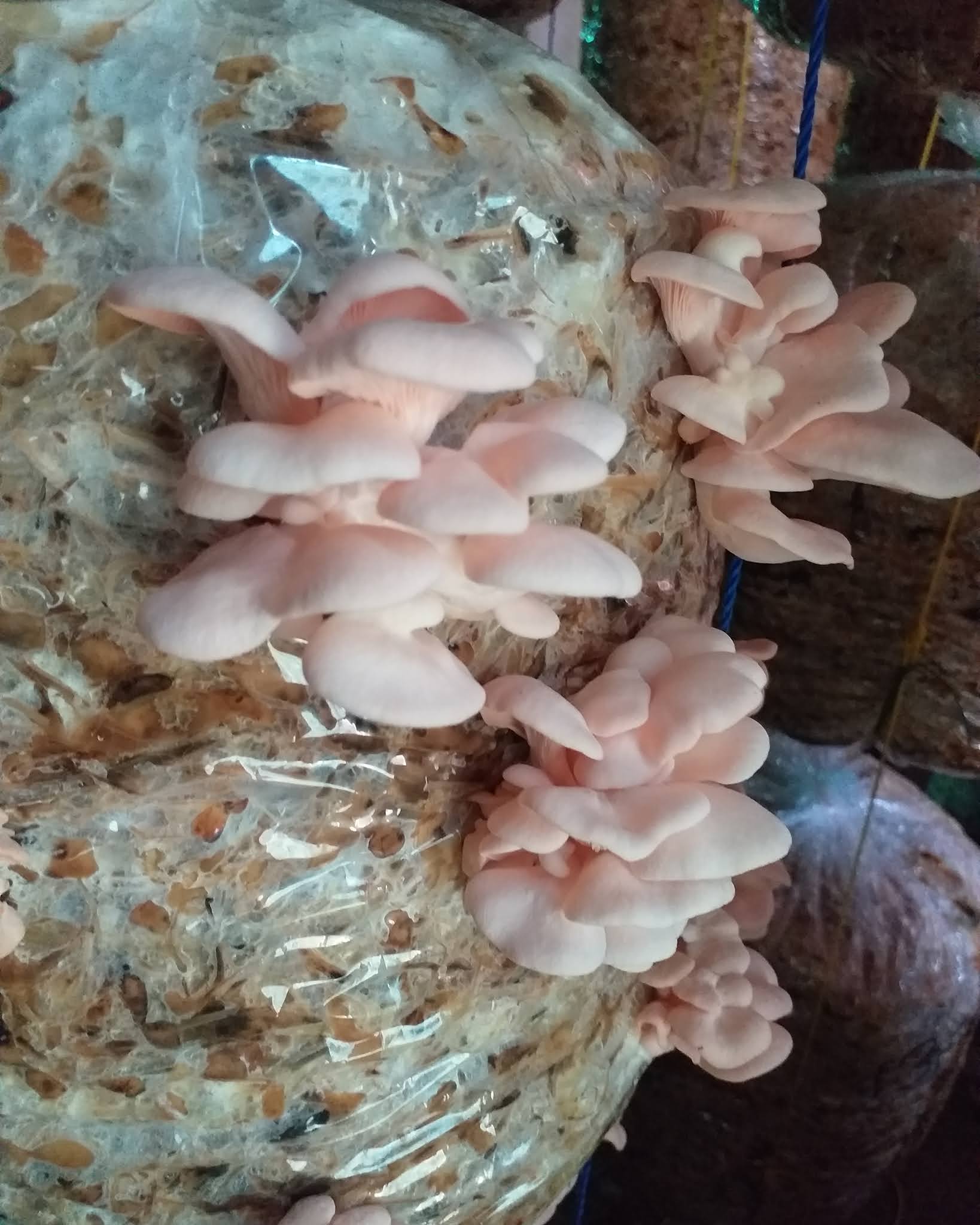Mushroom Farm in Sangli Mushroom cultivation Biobritte mushroom company