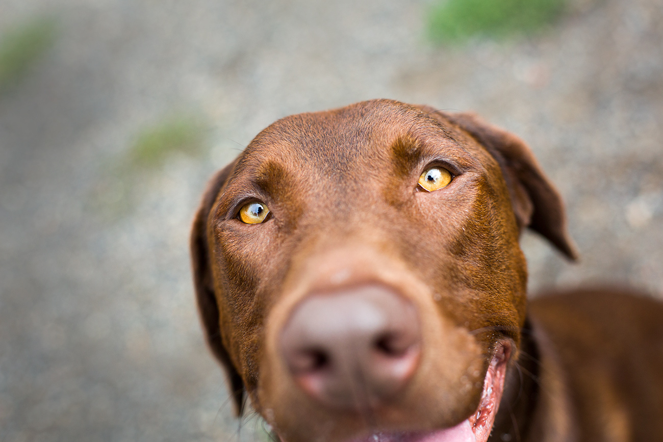 Shelter Dogs of Portland "PUDDING" Big Dog Lovers check him out