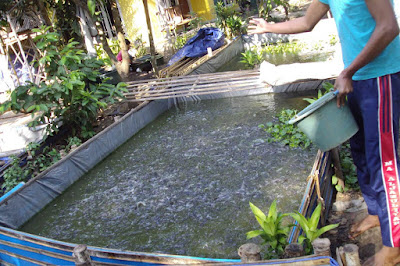 Budidaya Ikan Yang Paling Menguntungkan Budidaya Ikan Yang Paling Menguntungkan