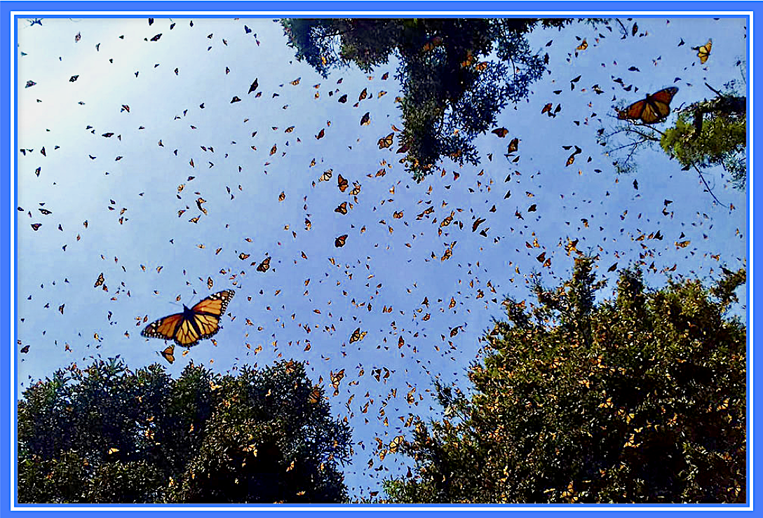 Бабочек легкая стая. Биосферный заповедник бабочки Монарх Мексика. Миграция бабочек Данаида Монарх. Миграция бабочек монархов. Зимовка бабочек монархов в Мексике.