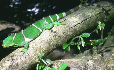 endangered iguanas