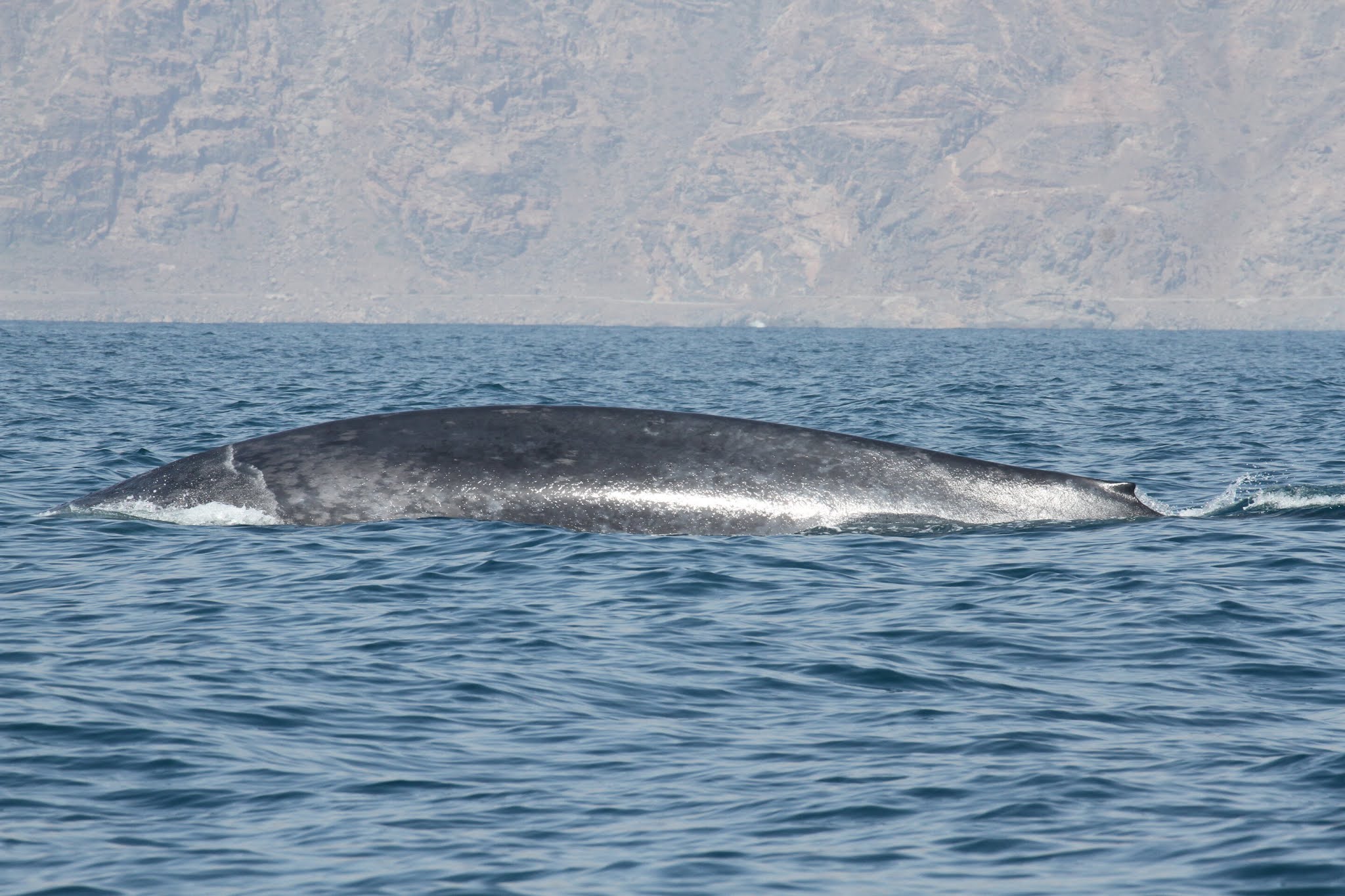 Résultat de recherche d'images pour "Cette nouvelle espèce de baleine décrite est déjà menacée d'extinction"