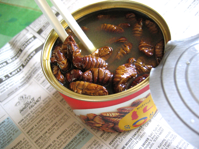 15 Edible Insects and How They Taste Like ~ DayumNews