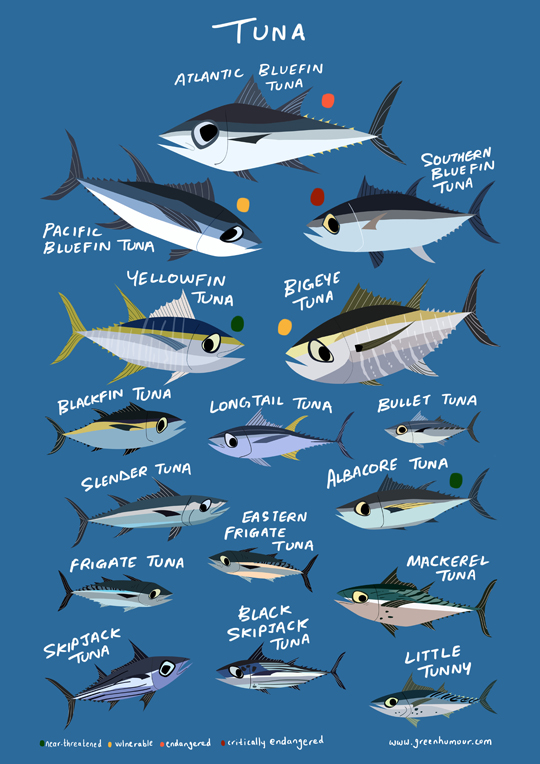 Green Humour Tuna Species of the World