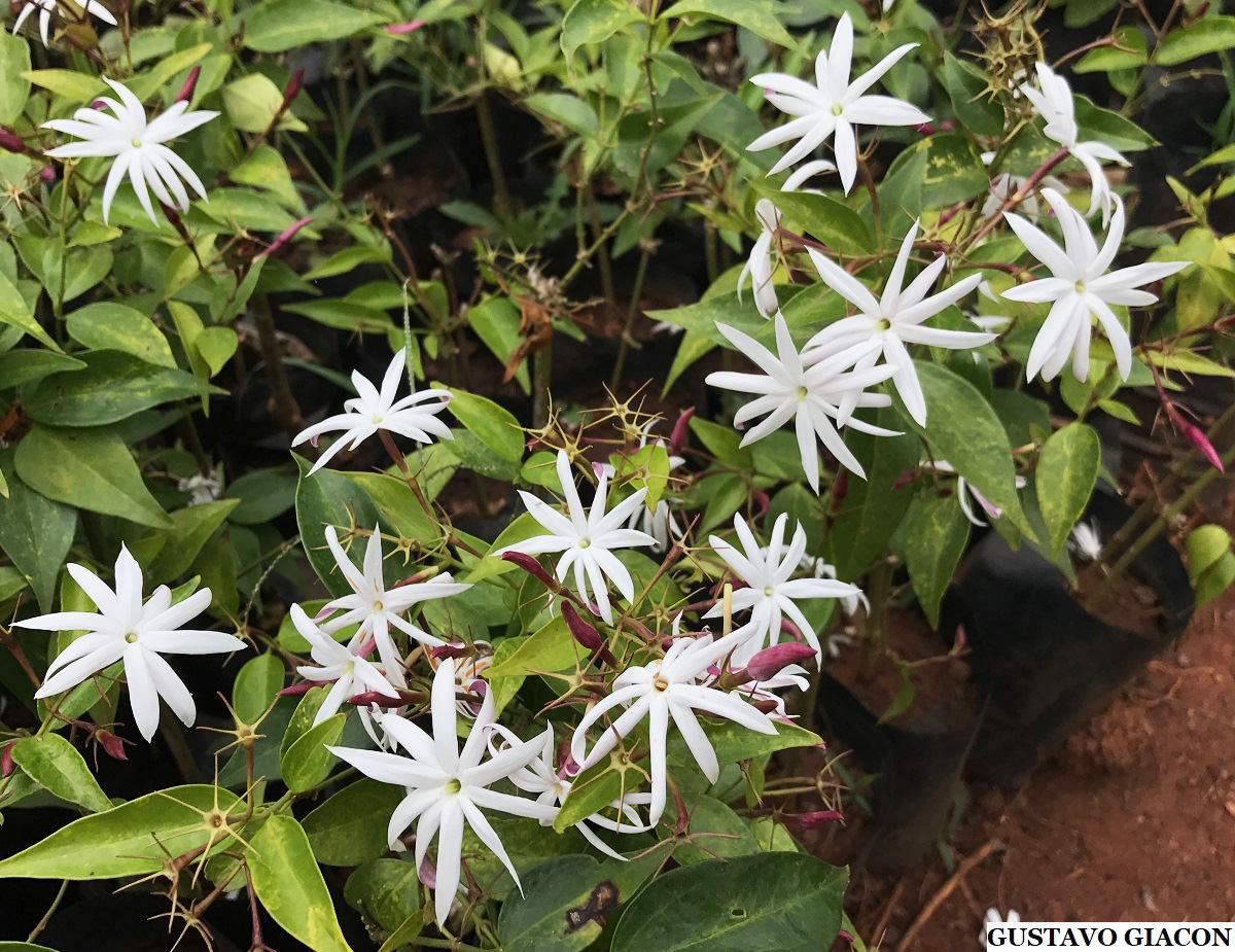 Viveiro Ciprest - Plantas Nativas e Exóticas: Jasmim Estrela ( Jasminum  nitidum )