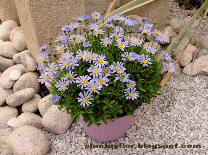 Plantas Y Flores Felicia Amelloides