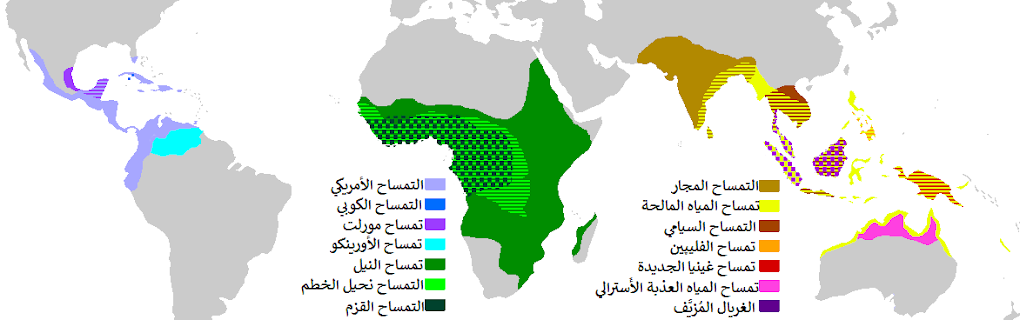 معلومات عن التمساح