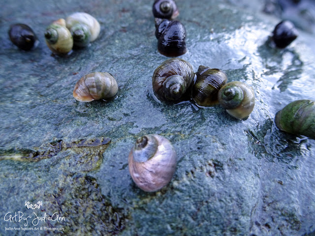 Periwinkle Snails Photos