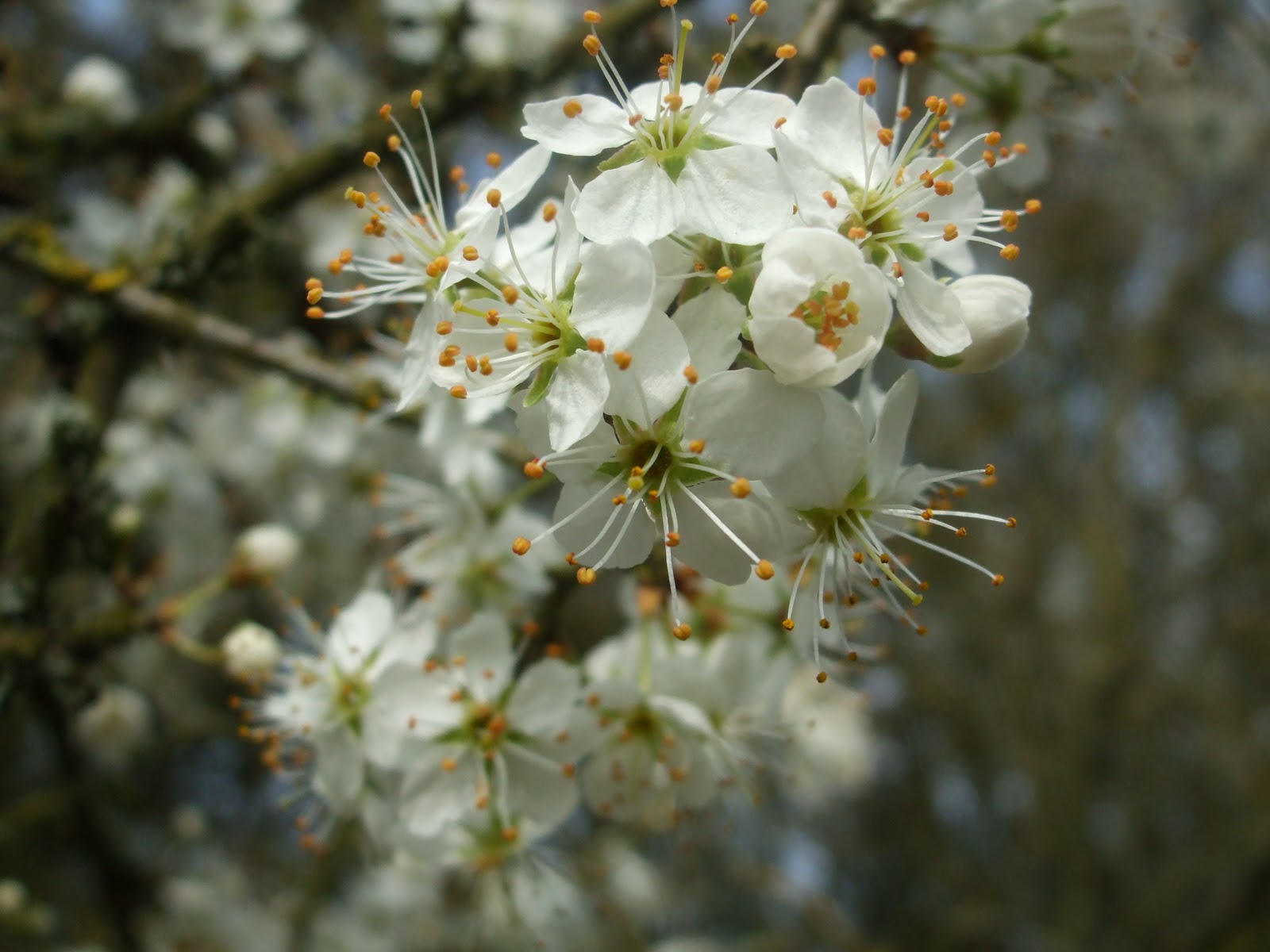 The Friends of Isleham Nature Reserves