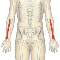 Radius (tulang lengan) Radius (tulang lengan)