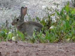 El Conejo