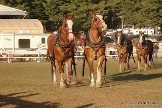 Living Off Grid - 45.05 N, 77.85 W: KINMOUNT FAIR - HORSE SHOW