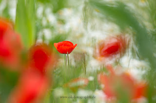 Naturfotografie Blumenfotografie Klatschmohn Mohn Lippeaue 