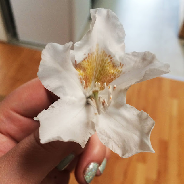 Bildbeschreibung: eine Hand hält eine weiße Blüte