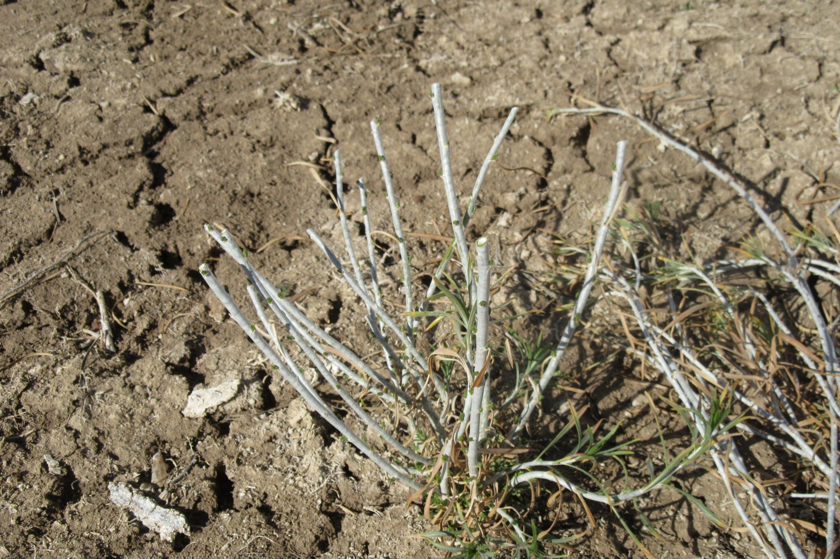Mother Nature's Montrose Garden Gardening Tip Pruning Rabbitbrushes