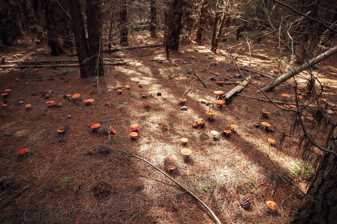 Mushroom Picking Black Springs Oberon NSW