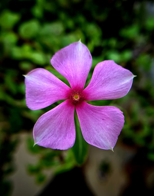  Beautiful Flower