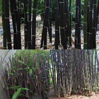 ciri ciri pohon bambu wulung