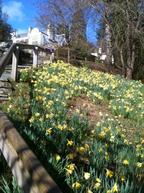 Daffodils at Brockhole