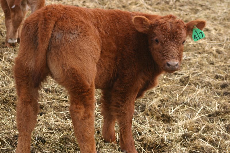 Lautner Farms Boardwalk Bull Calf Butter Creek Club Calves