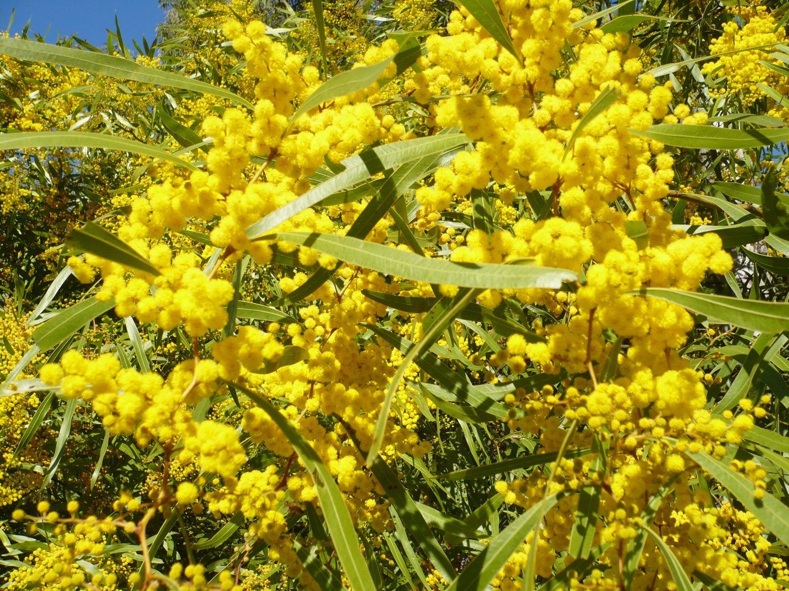 Helsie's Happenings GOOD THINGS ABOUT WINTER IN QUEENSLAND No 2 It's