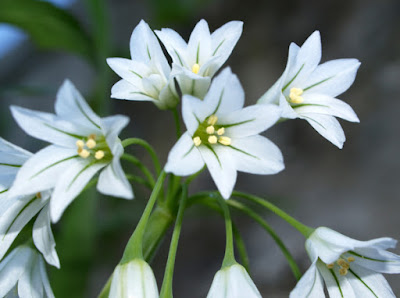 Lágrimas de la Virgen (Allium triquetrum) con flores blancas