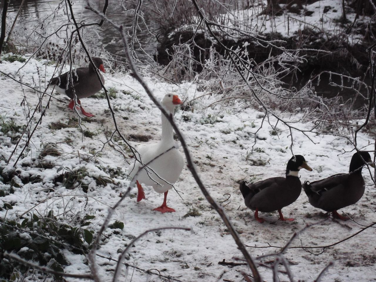 aliwalks Rothwell airfield Desborough Rothwell