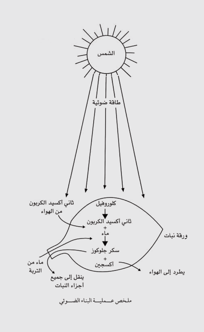 المواد الخام اللازمة للبناء الضوئى مدونة أحمد النادى لأحياء الثانوية العامة