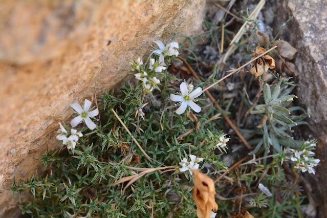 Arenaria aggregata Arenaria aggregata