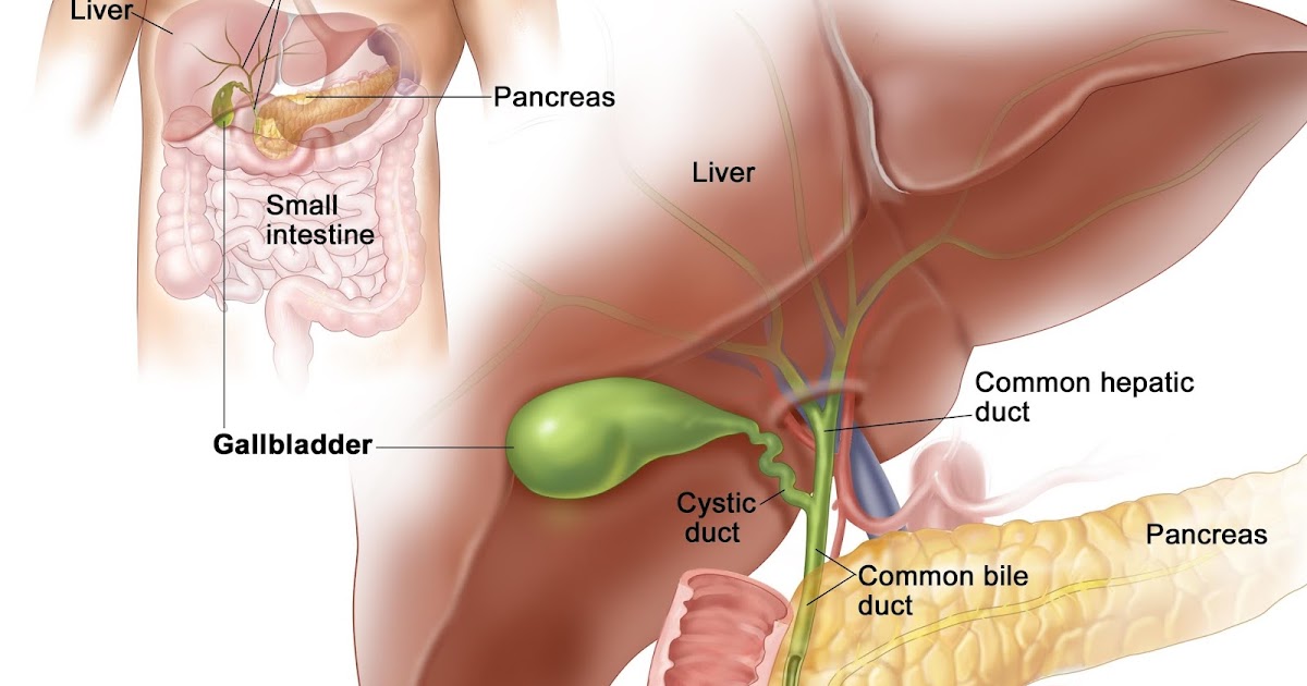 Где Находится Желчный Пузырь У Человека Фото