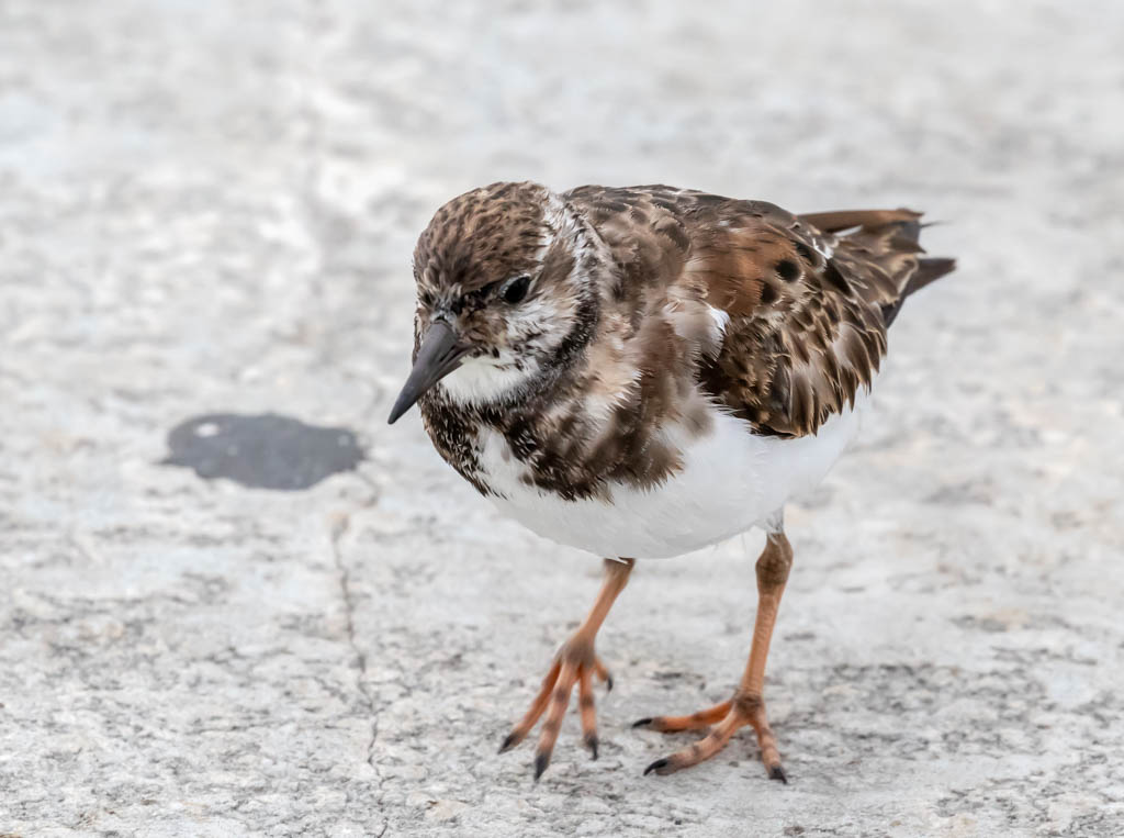 T & L Adventures Discover the Island Egmont Key NWR, 11418
