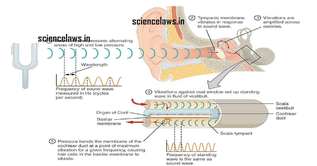 sound class 9th notes