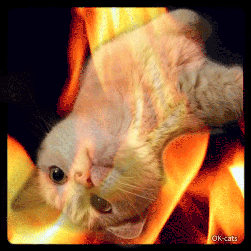 Art Cat GIF • Upside down cat warming up at fireplace. “I like to watch those burning orange flames” Art Cat GIF • Upside down cat warming up at fireplace. “I like to watch those burning orange flames”