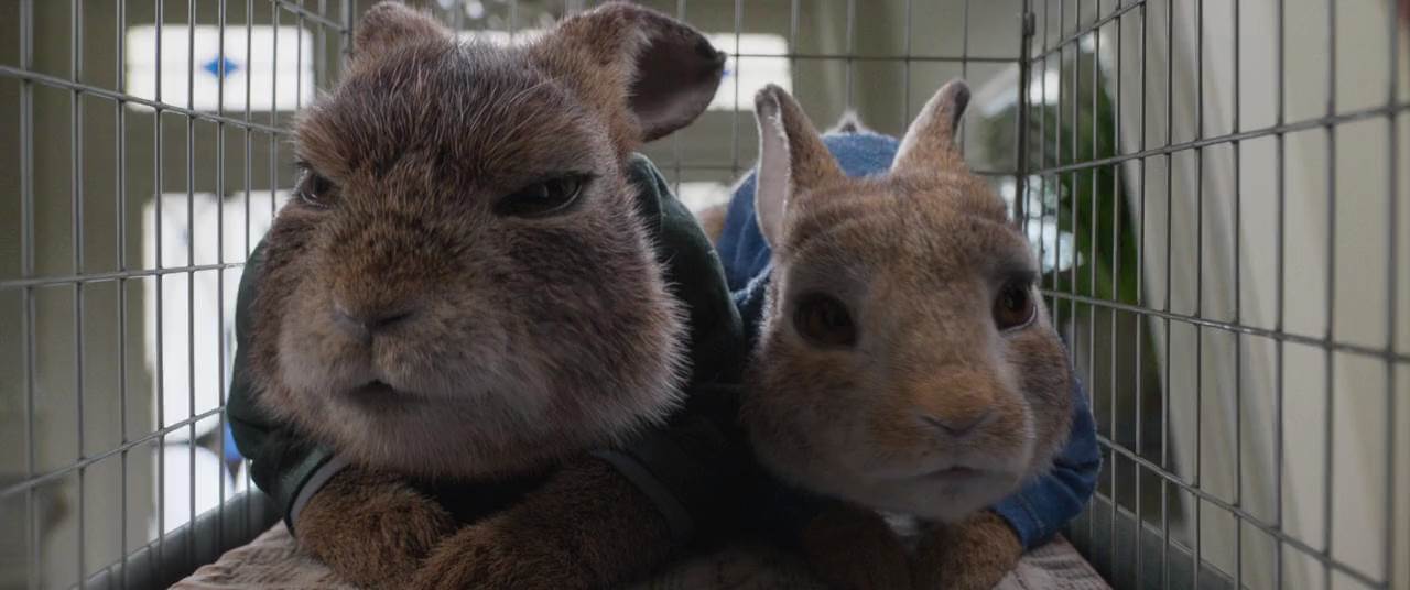 Peter Rabbit 2 Conejo en Fuga 2021 HD 720p Latino 2
