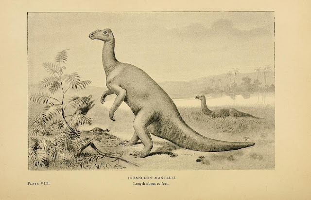 Игуанодонт (Mantellisaurus atherfieldensis), длиной около 20 футов