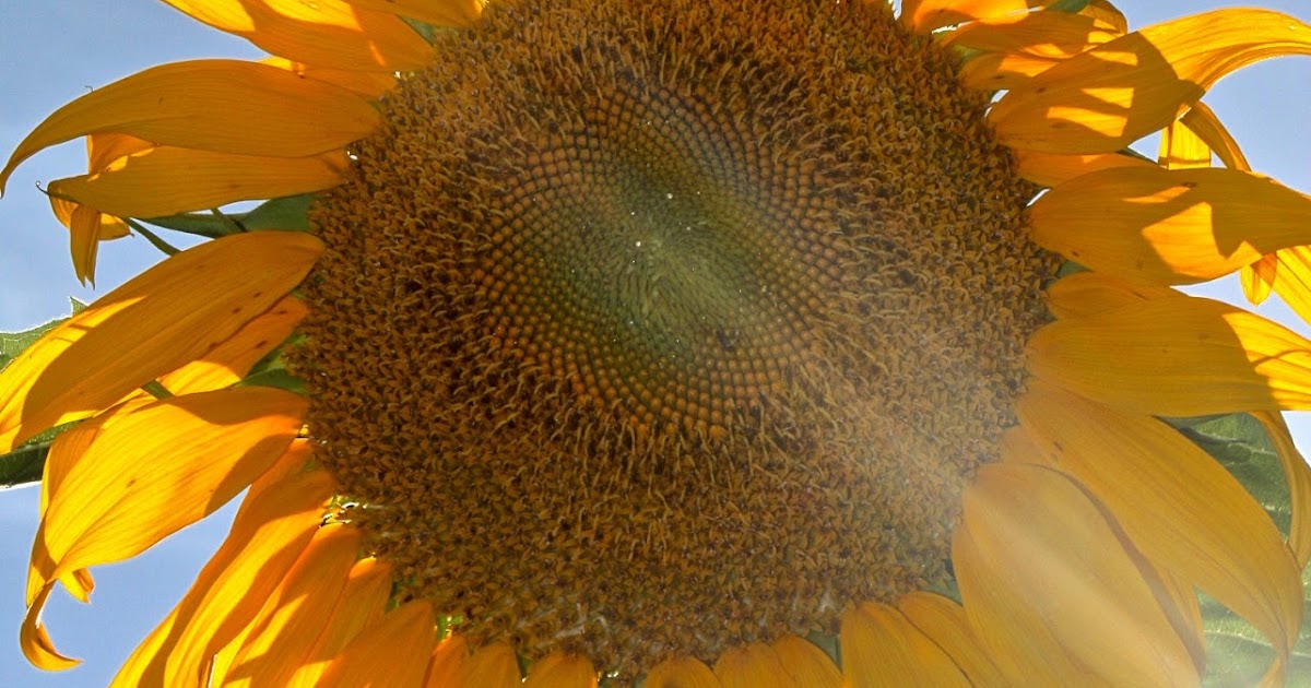Phillip's Natural World 1.0.3 How do Sunflowers Always Face the Sun?