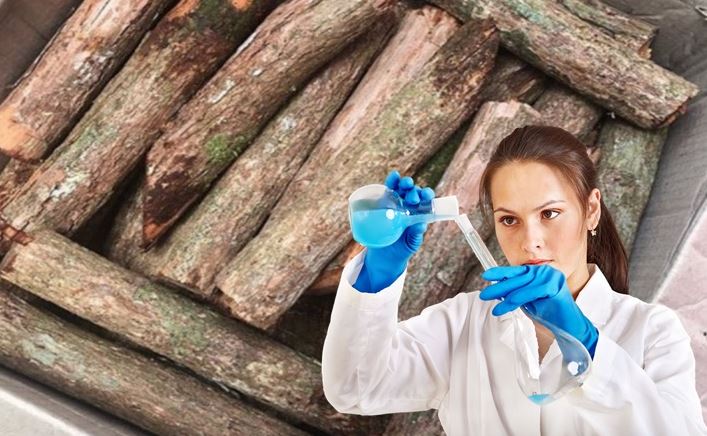 Manfaat Kayu Bajakah