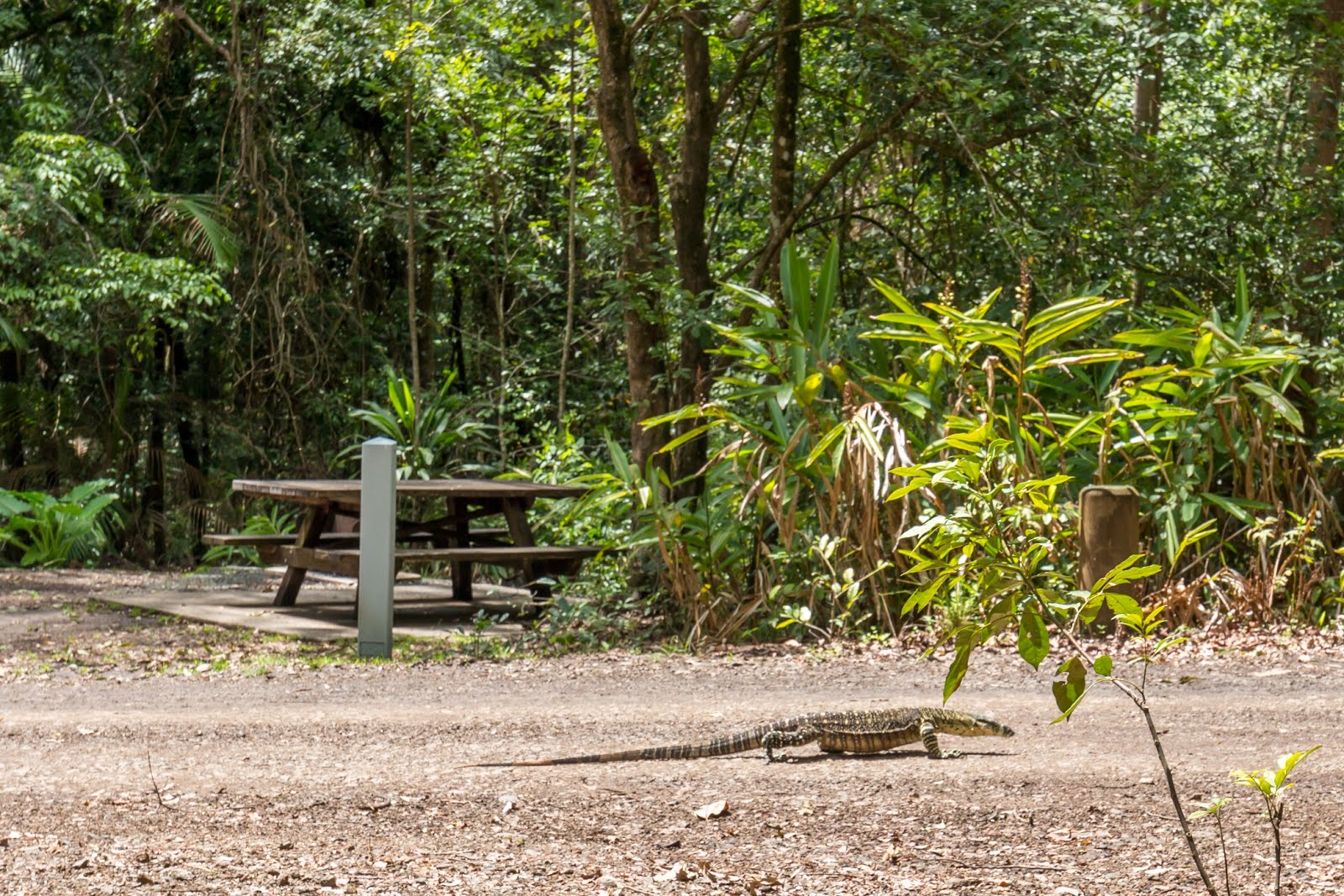 National Park Odyssey Sheepstation Creek Campground, Border Ranges National Park, NSW.