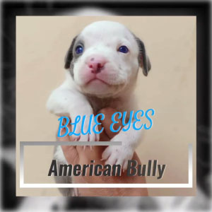 American Bully Male puppy in Jalandhar city