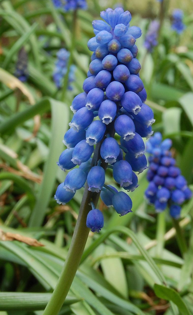 Window on a Texas Wildscape Grape hyacinth bulbs
