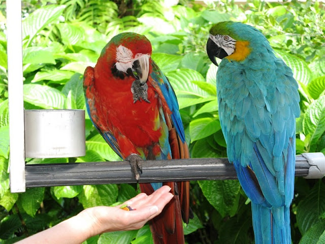 macaw hybirds