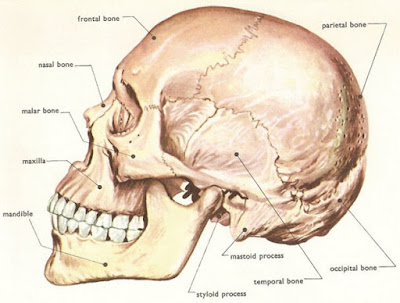 Dippycatcrochet: Anatomical skull